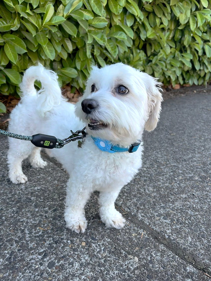 Bend Glacier – Small Dog Leash