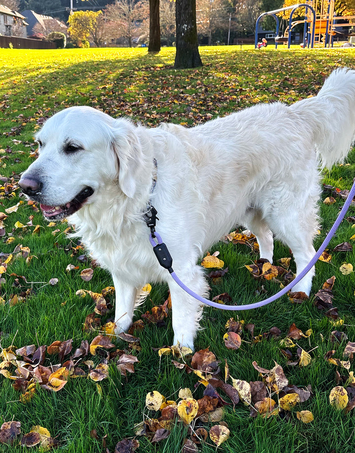 Sequim Lavender 100% Recycled